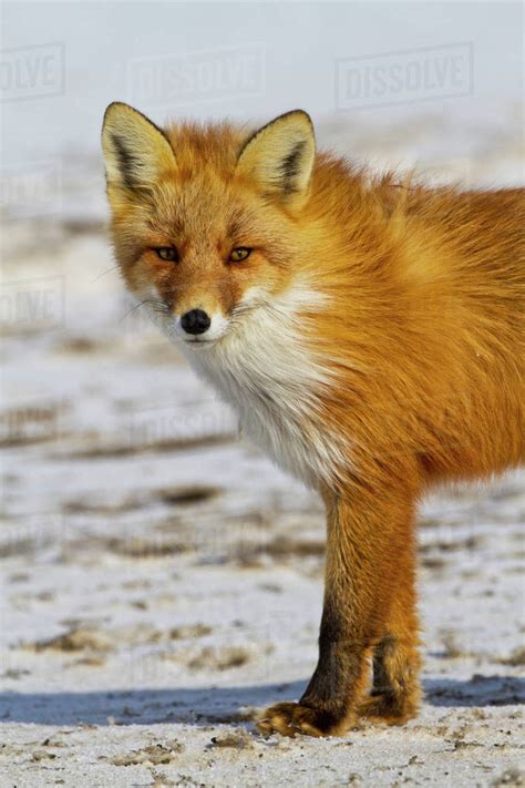 Red Fox Vulpes Vulpes Standing On Melting Snow On Arctic Tundra In
