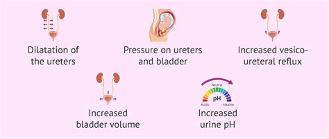 Causes Of Urinary Tract Infection In Pregnancy