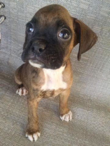 Tess boxer puppy 646554 | puppyspot. Boxer Puppies!!! for Sale in San Antonio, Texas Classified | AmericanListed.com