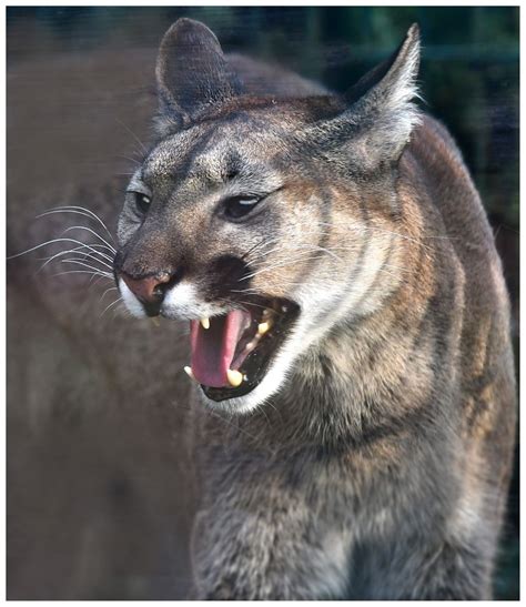 We did not find results for: Puma (wütend) im Saarbrücker Zoo Foto & Bild | tiere ...
