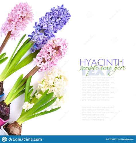 Vibrant Multicolored Hyacinth Spring Flowers On White Background With
