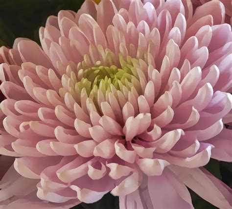 Pink Chrysanthemum Photograph By Lynn Bolt