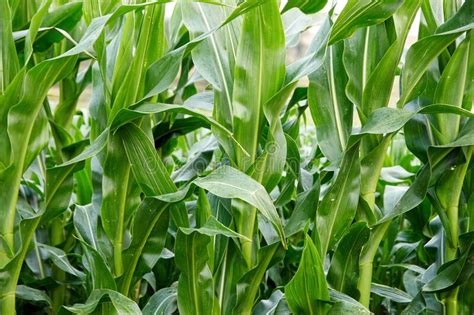Agriculture Corn Plants Stock Photo Image Of Agriculture 190760368