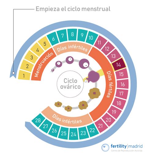 Ciclo Menstrual Duración Y Fases Del Ciclo Menstrual Fertility