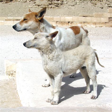 What Dogs Are From Egypt