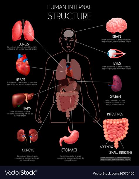 Realistic Human Internal Organs Infographics Vector Image
