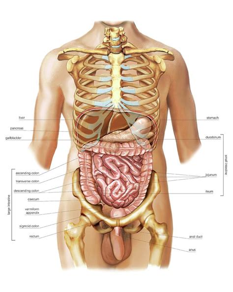Intestines Photograph By Asklepios Medical Atlas
