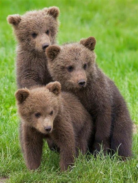 Three Little Bears Baby Animals Pictures Bear Pictures Funny Animals