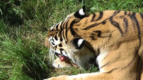 Tiger Eating Bunny Crushing Its Skull Youtube