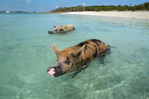 10 Things You Need To Know About The Bahamas Pigs In Exuma