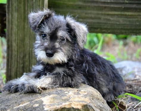 Miniature Schnauzer Puppies For Sale | Lyndon, KS #147120