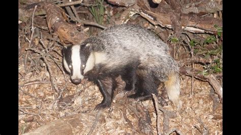 Badger And Other Nocturnal Animals In Richmond Park Youtube