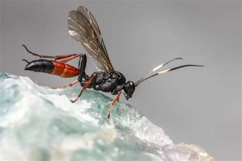 Parasitic Wasps Worldwide Nature