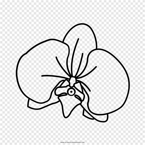 Dibujo Orquideas En Blanco Y Negro Libro Para Colorear Cattleya