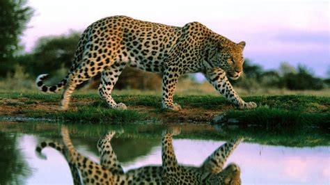 Wild Leopard Awesome Pic Hd Wallpapers