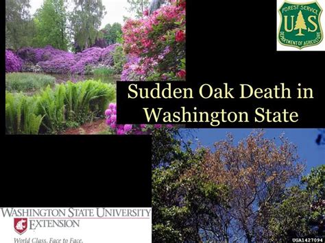 Ppt Sudden Oak Death In Washington State Powerpoint Presentation