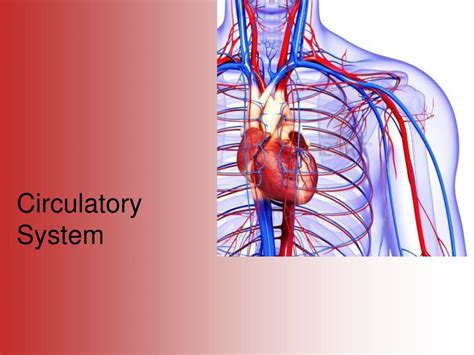 Ppt Circulatory System Powerpoint Presentation Free Download Id