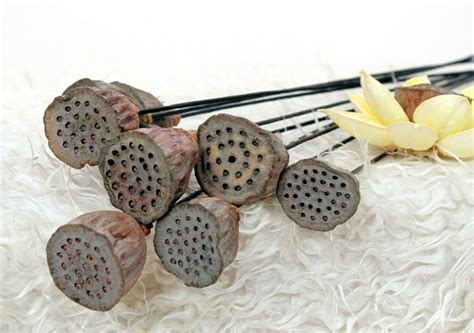 Ghy Decor Natural Lotus Pods On Stems Real Dried Lotus Pod Etsy