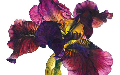 Botanical Art Prints Uk Brewtc