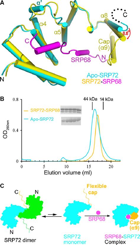 Srp72 Undergoes Conformational Changes Upon Binding To Srp68 A