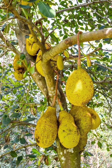 (in tropics jackfruits can become weedy as the seeds under the trees will all sprout and become volunteer trees.) Jackfruit Care - How To Grow Jackfruit Trees
