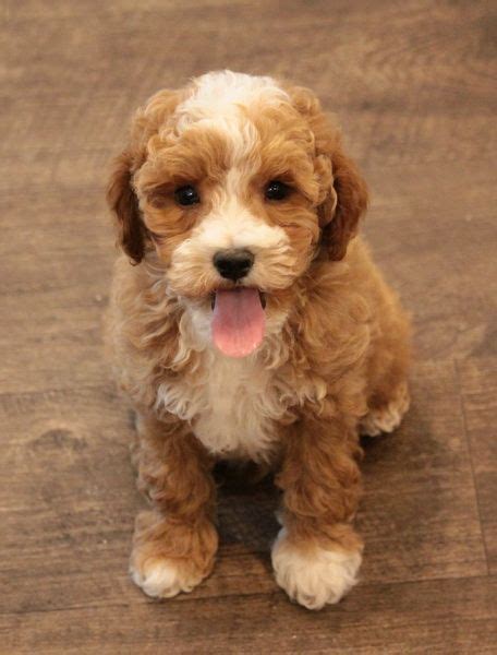 Beautiful Red And White Cockapoo Puppy Cockapoo Puppies Cute Baby