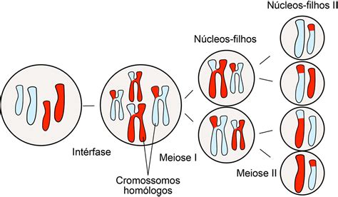 Divisão Celular Mitose E Meiose Ask A Biologist
