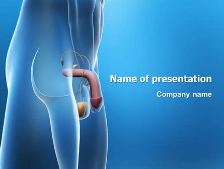 Male Reproductive Organs Presentation Template For Powerpoint And