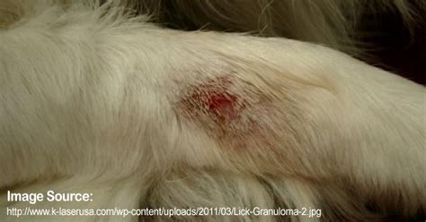 Pet Care Health Conditions Lick Granuloma Petpremium