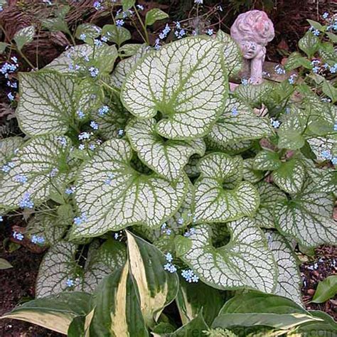 Jack Frost Siberian Bugloss Perennials Great Garden Plants