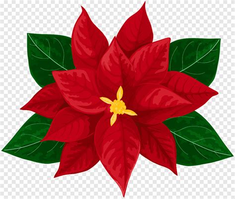 Free Download Poinsettia Drawing Leaf Flower Png PNGEgg