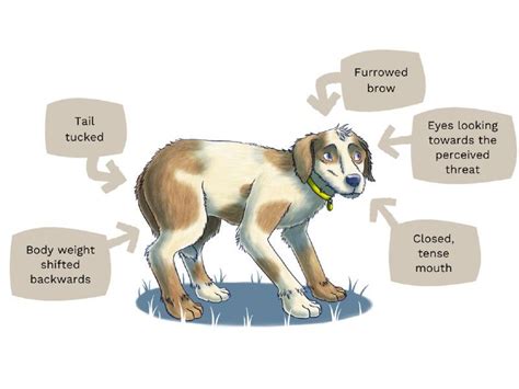 Signs Of Stress In Dogs Anxious Dogs Dogs Trust