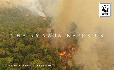 The Amazon Needs Our Help Andiata Wwf Andiata