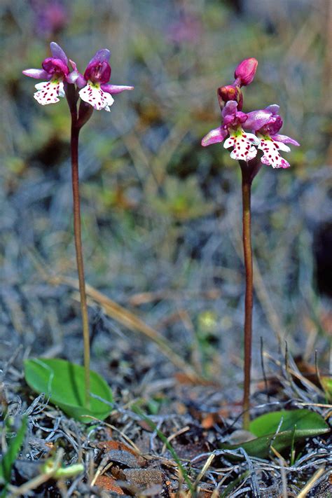 Galearis Rotundifolia Orchidaceae