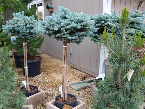 Dwarf Globe Blue Spruce Trees Knechts Nurseries