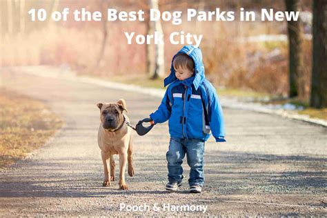 10 Favorite Dog Parks In New York City Pooch And Harmony