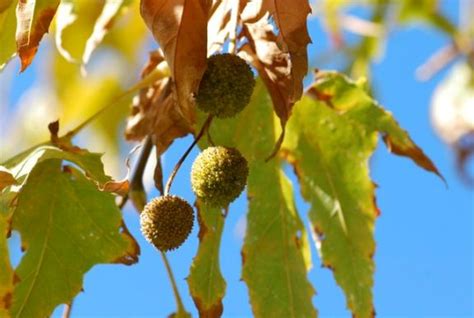 Seed Of The Week Sycamore Or Planetree Growing With Science Blog