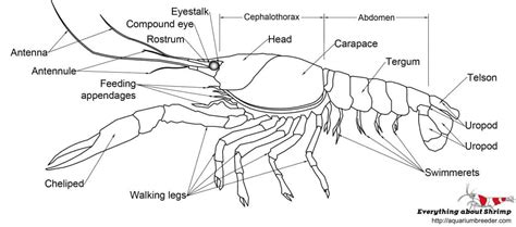 Crayfish External Anatomy Shrimp And Snail Breeder