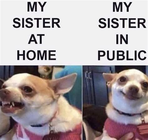 100 Chihuahua Memes That Ll Make You Laugh Harder Than You Should
