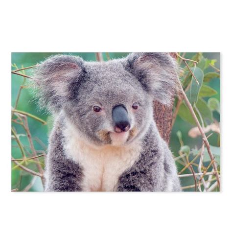 Smiling Koala Bear Postcards Package Of 8 By Bostonart