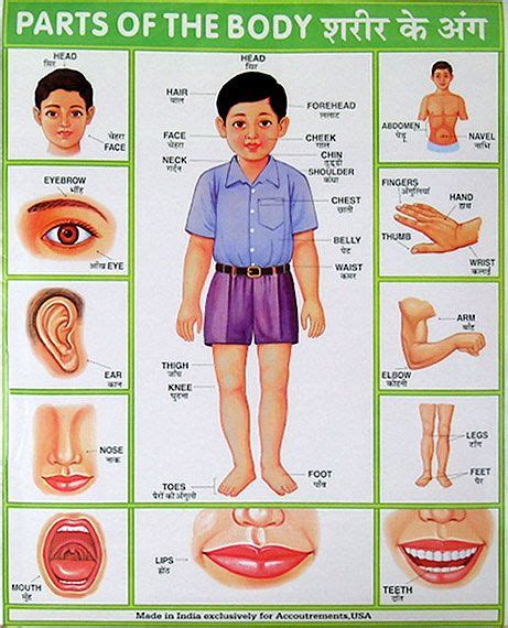 Indian Body Parts Book Depot English Activities For Kids Learning