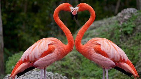 Pink Flamingos With Heart Shaped Necks Miami Florida Usa Windows
