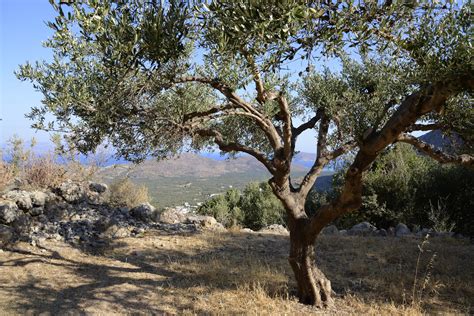 Olive Tree 1 Elounda Pictures Greece In Global Geography
