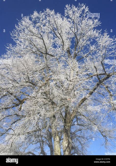 Winter Wonderland Tree With Clear Blue Sky Stock Photo Alamy