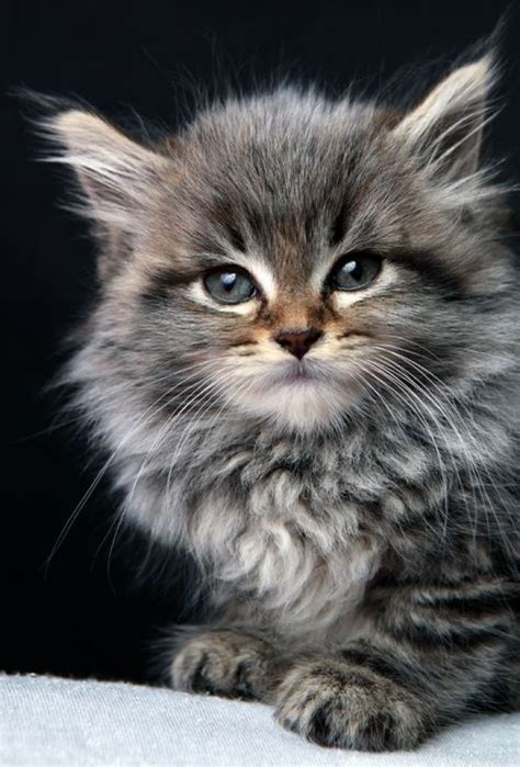 The Maine Coon Kitten The Purrfect Pet Carbsingroundbeef