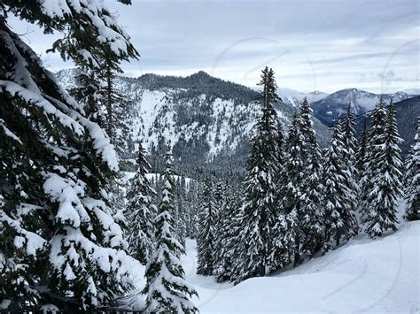 Pine Trees On A Snowy Mountain By Caitlin Hines Photo Stock Snapwire
