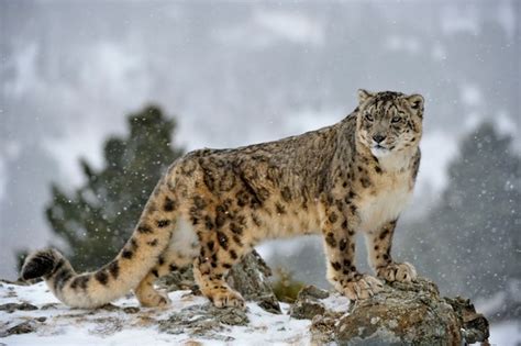 15 Amazing Snow Leopard Facts Snow Leopard Pictures Discover Wildlife