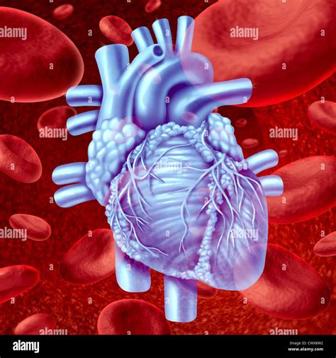 Human Heart Blood Flow Anatomy With Microscopic Red Blood Cells Flowing