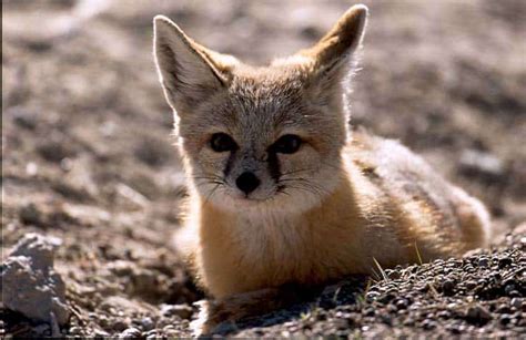 7 Of The Rarest Fox Species In The World