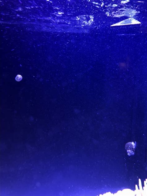 You can treat ich (white spot) diseases very effectively with the ich can quickly take over the whole fish population and can easily be transferred to other aquariums just with a few drops of water or with a fish net. Tiny white spots on the glass are moving?! | REEF2REEF ...